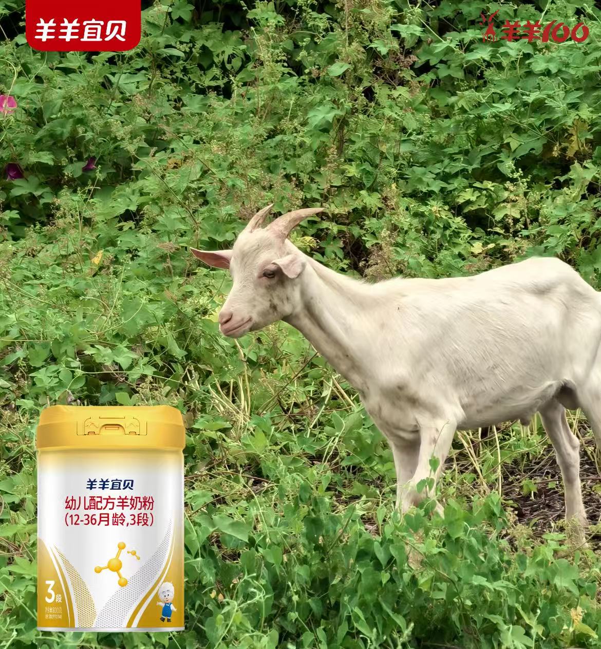 羊羊宜贝：黄金纬度与纯净营养的千年对话