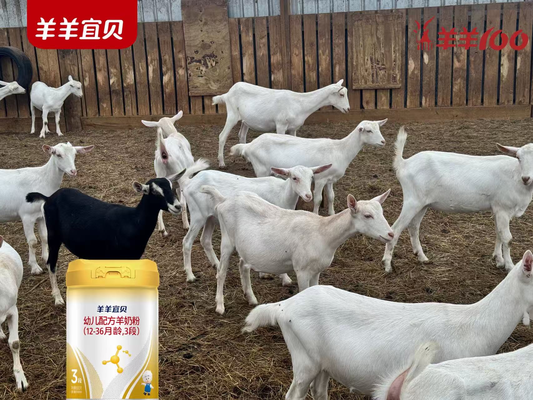 羊羊宜贝：新西兰的纯净之源