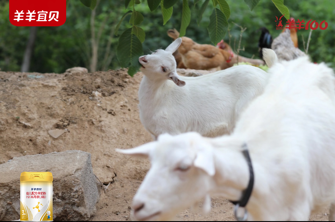 纯净之源 | 雪山精灵的奶源奇迹：寻觅羊羊宜贝的新西兰奶源秘境
